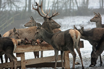 Hirsch © Petra Kohlstädt