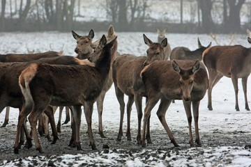 Reh © Petra Kohlstädt