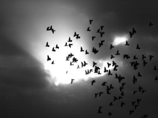 Flieg Vogel, flieg!