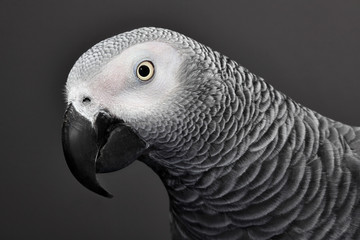 Obraz premium African Grey Parrot