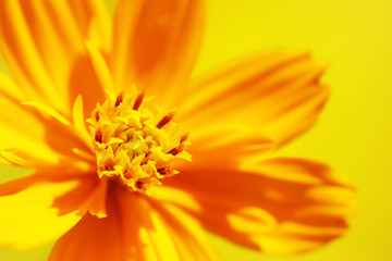 Brightly-colored Flower in Full Bloom