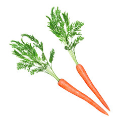 Carrot and Leaf