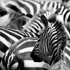 Fotobehang pattern of zebras © javarman