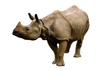Naklejka premium rhinoceros isolated
