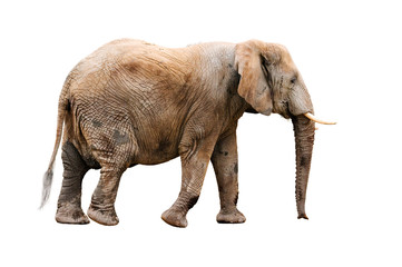 Fototapeta na wymiar słoń samodzielnie