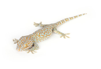 Gecko