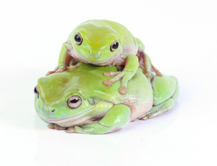 two green tree frogs