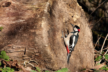 Pic &eacute;peiche sur tronc d'arbre