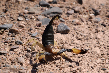 scorpione