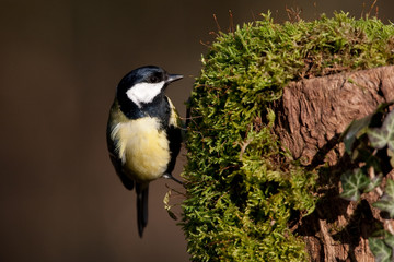 Mésange charbonnière sur mousse d'arbre