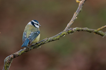 Mésange bleue sur sa branche