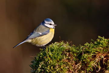 M&eacute;sange bleue sur tapis de mousse