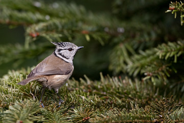 Mésange huppée dans sapin