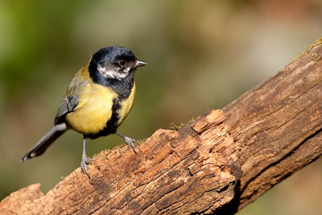 M&eacute;sange charbonni&egrave;re "mal maquill&eacute;e"