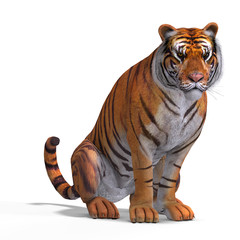 Obraz premium Big Cat Tiger