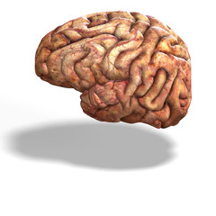 human brain