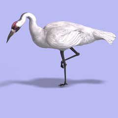Great White Crane