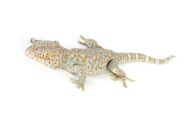 Gecko