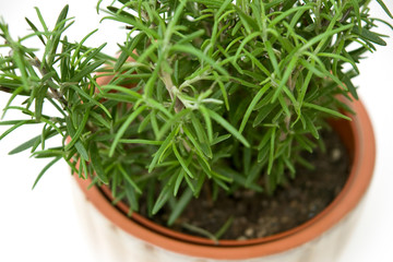 Rosemary plant