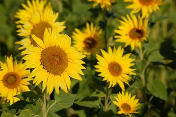 Sonnenblumen