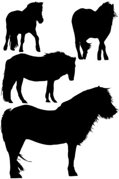 Isl&auml;nder M&auml;hnenponys