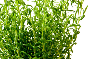 Fototapeta premium Rosemary plant