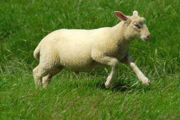 Schaf rennt über eine Wiese