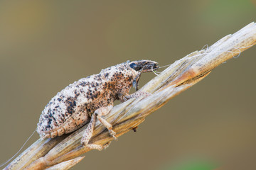 Macro weevil with a lot of waterdrops on it