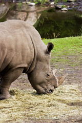 Big Rhinoceros