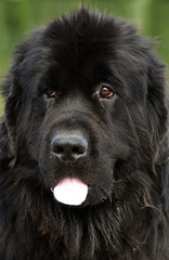 Fototapeta premium portrait de terre neuve noir