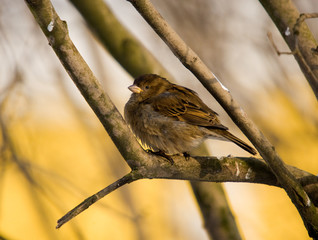 Sparrow  in a sunny day