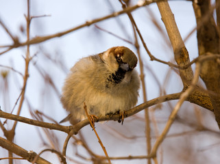 Fototapeta premium curious sparrow