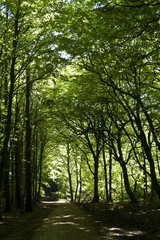 Obraz premium Jasmund