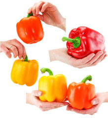 Collection of woman's hands holds colored paprika isolated