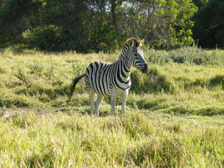 Zebra