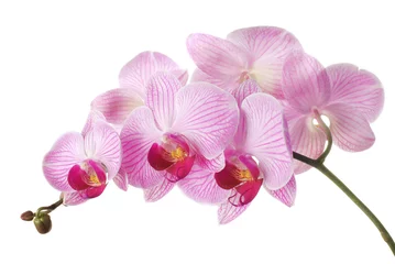 Photo sur Plexiglas Orchidée Orchidée rose