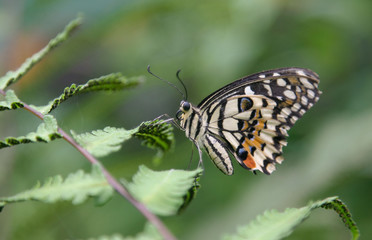Fototapeta na wymiar papillon dans la nature