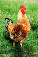coq