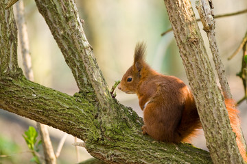 &eacute;cureuil roux sur une branche
