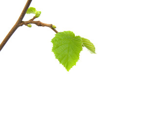 Green petal over white background.