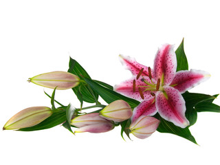 Lilies isolated on white background
