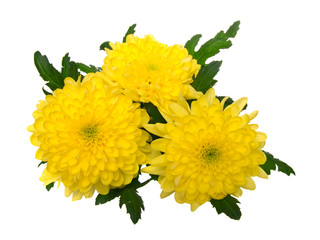 chrysanthemum