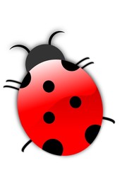 coccinelle