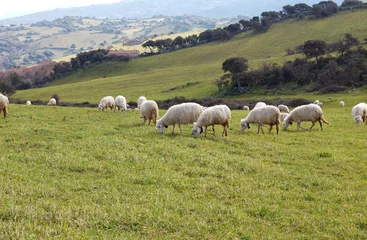 No drill light filtering roller blinds Sheep Sardinian Sheep
