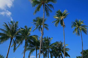 Obraz premium Palmen Blick