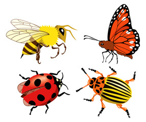 Fototapeta premium Insects