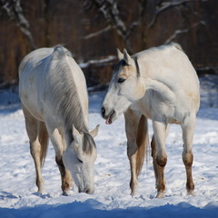 White horses in the snow