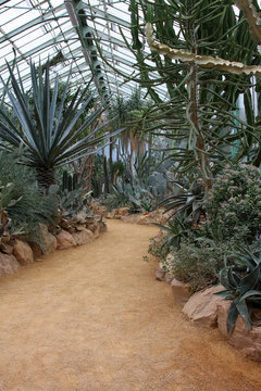 serre a cactus