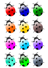 Obraz premium coccinelles