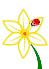 coccinelle sur une fleur